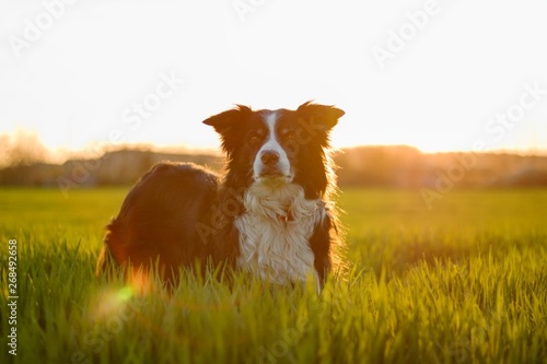 black and white border collie in green meadow with grass at spring sunset
