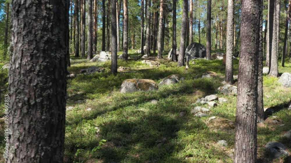 Summer Pine Forest In Sunny Day camera move left to right Summer Pine Forest In Sunny Day camera move left to right