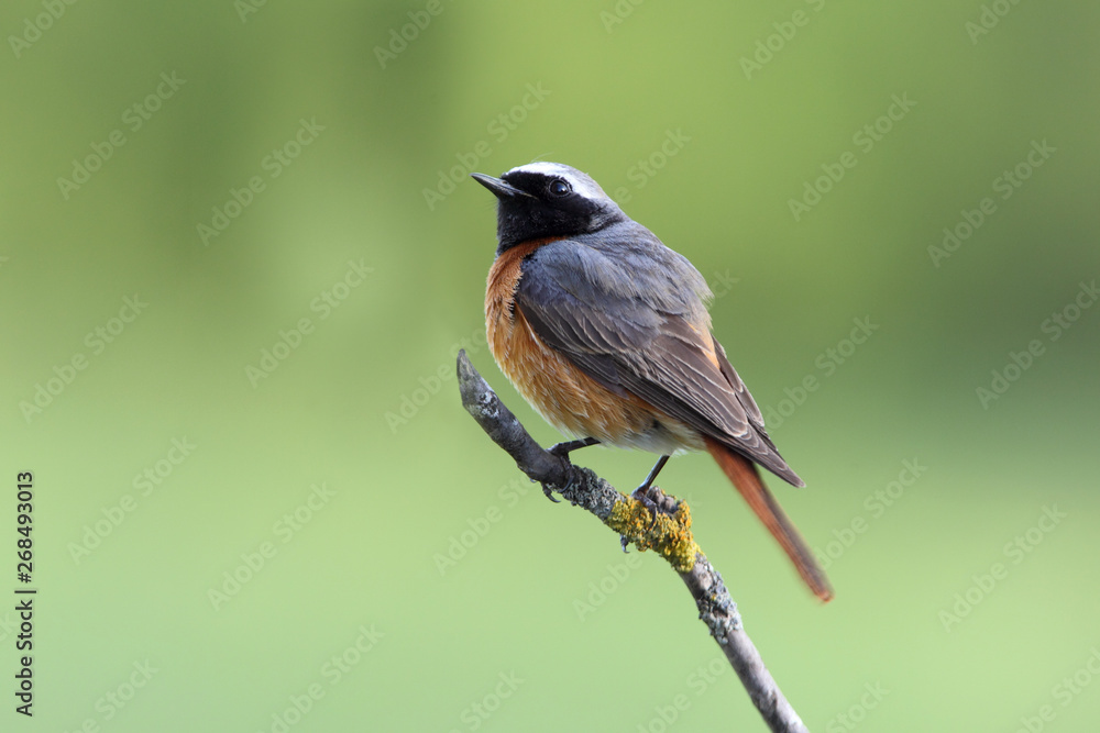 Male of Common redstart, Phoenicurus phoenicurus Male of Common redstart, Phoenicurus phoenicurus