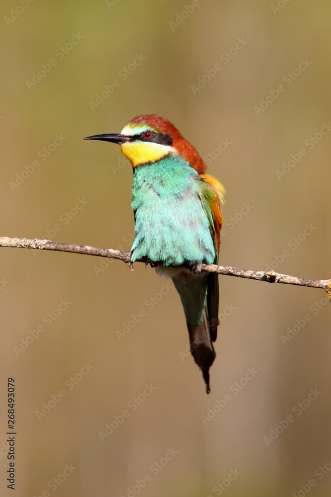 European Bee-eater, Merops apiaster European Bee-eater, Merops apiaster