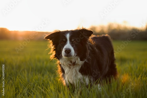 black and white border collie in green meadow with grass at spring sunset © Tereza