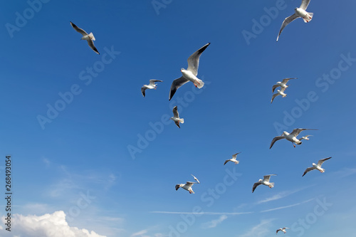 Seagulls in flight, near the port of Kerch.