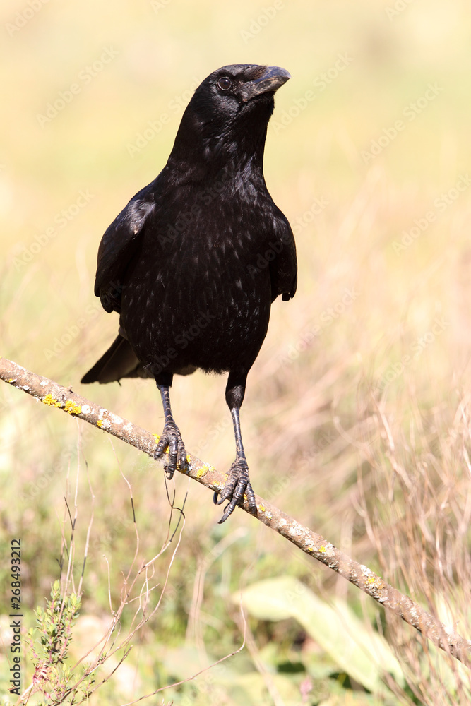 Fototapeta premium Carrion crow, Corvus corone