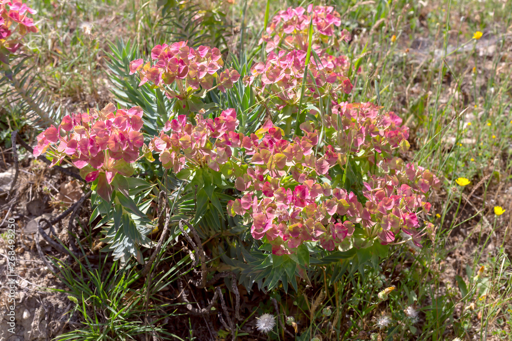 A plant spurge (Euphorbia rigida)