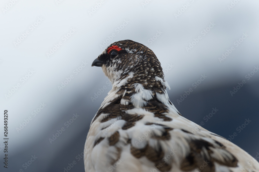 Fototapeta premium The rock ptarmigan (Lagopus muta) is a medium-sized gamebird in the grouse family