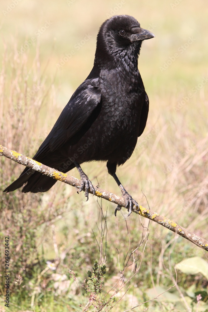 Obraz premium Carrion crow, Corvus corone