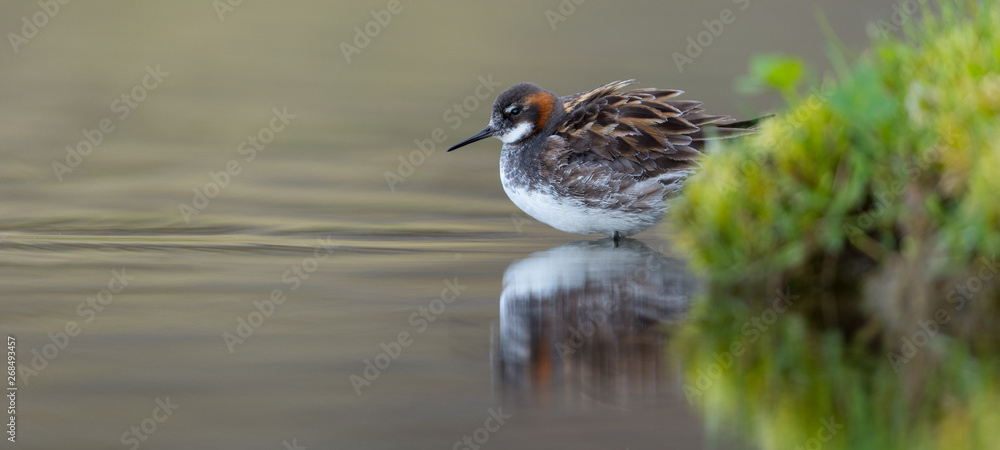 The red-necked phalarope (Phalaropus lobatus) in beautiful light in an Icelandic lake The red-necked phalarope (Phalaropus lobatus) in beautiful light in an Icelandic lake