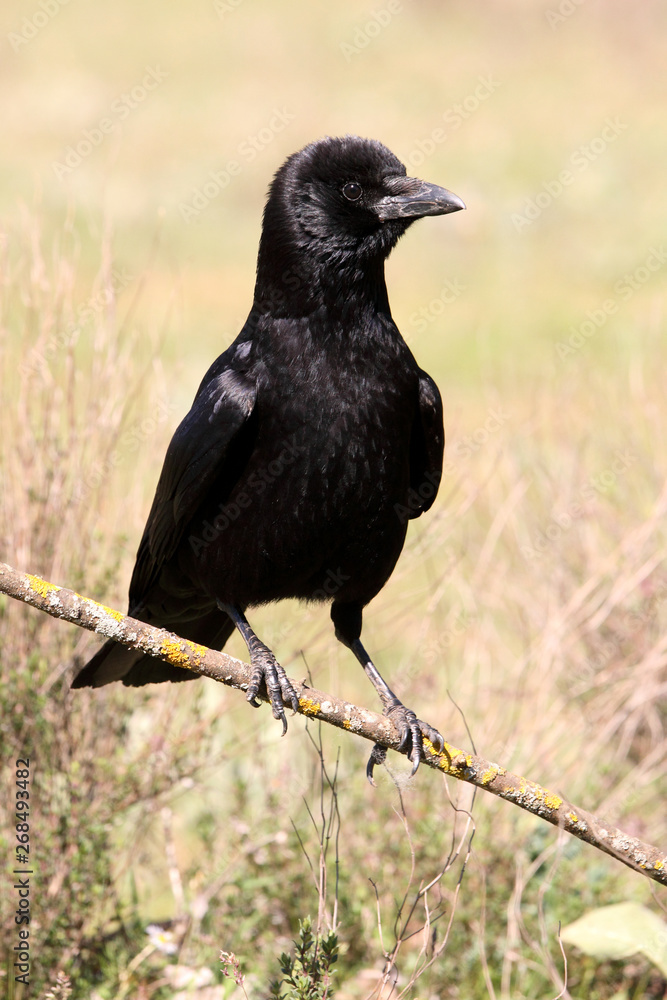 Obraz premium Carrion crow, Corvus corone