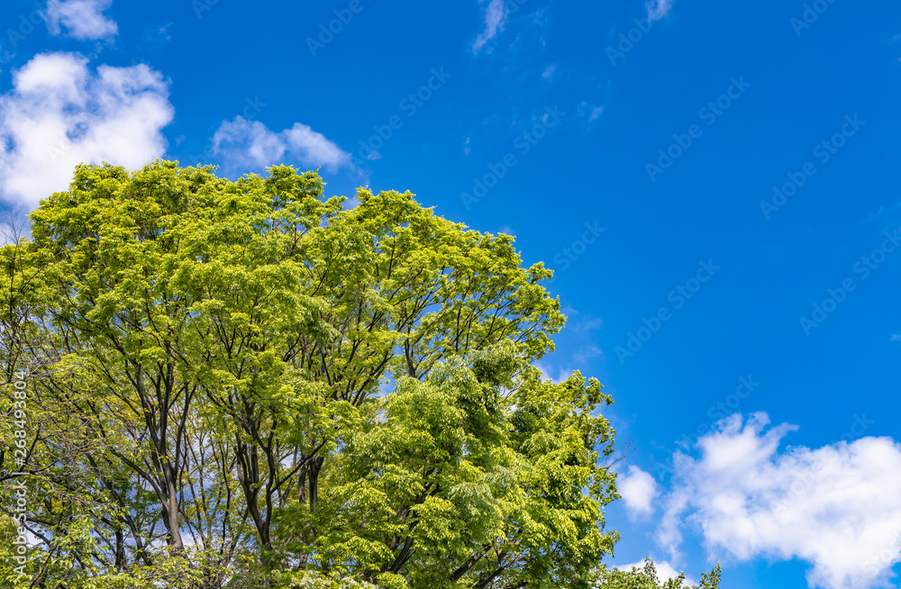 新緑の木と青空 新緑の木と青空