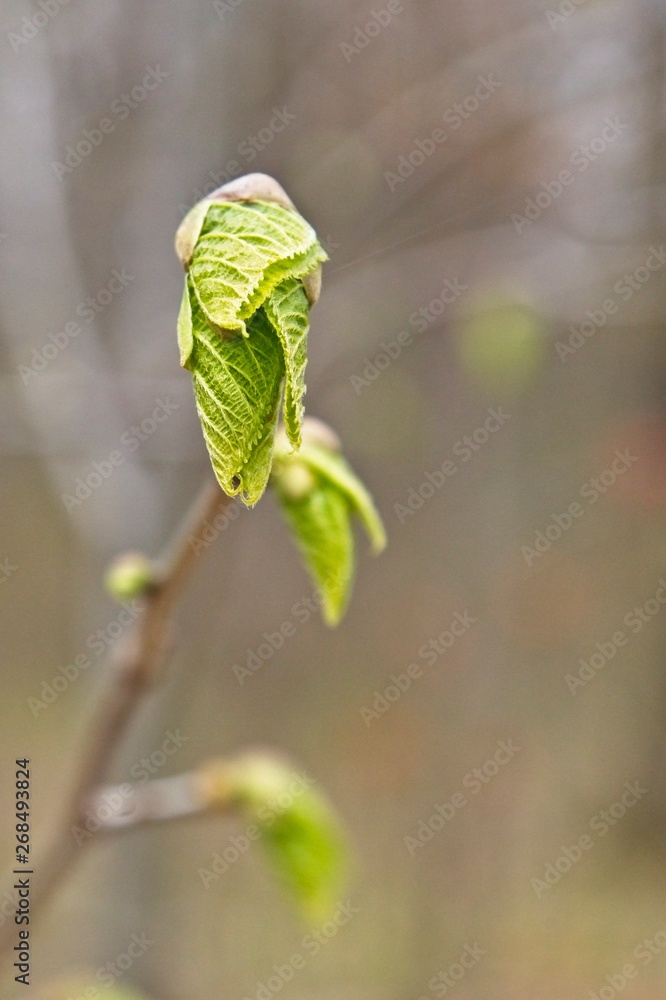 Obraz premium Fresh Growth Coming