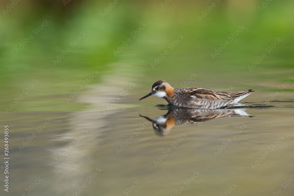 The red-necked phalarope (Phalaropus lobatus) in beautiful light in an Icelandic lake The red-necked phalarope (Phalaropus lobatus) in beautiful light in an Icelandic lake