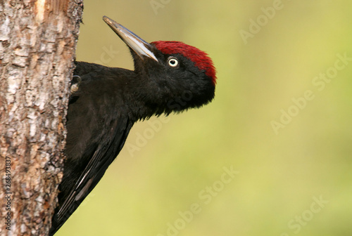 Male of Black woodpecker, Dryocopus martius
