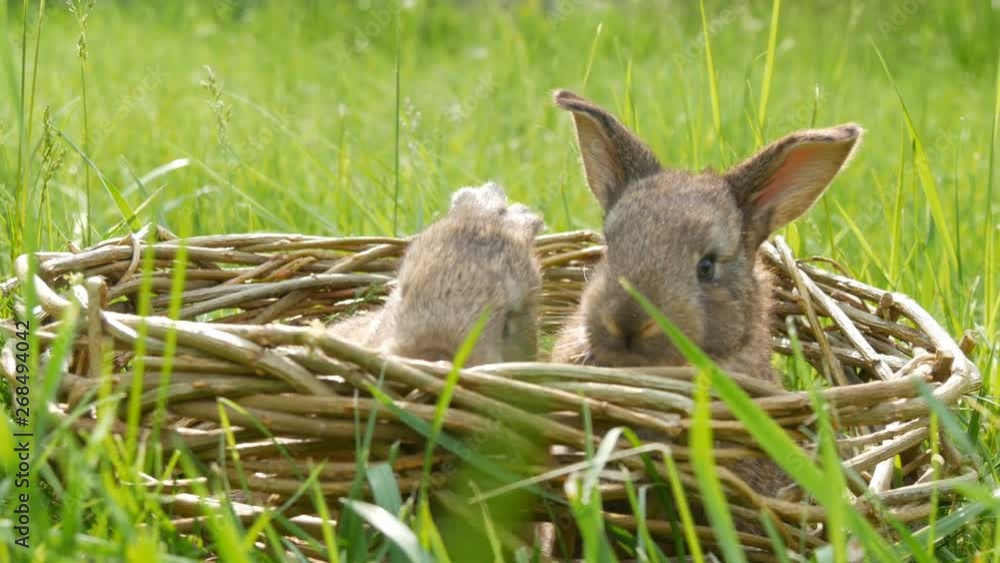 One newborn little weekly cute fluffy bunnies in a wicker basket in green grass in summer or spring time One newborn little weekly cute fluffy bunnies in a wicker basket in green grass in summer or spring time