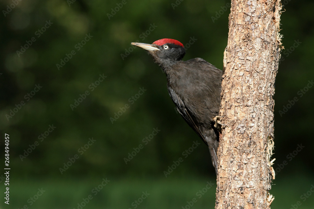 Male of Black woodpecker, Dryocopus martius Male of Black woodpecker, Dryocopus martius