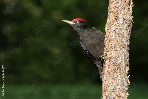 Male of Black woodpecker, Dryocopus martius