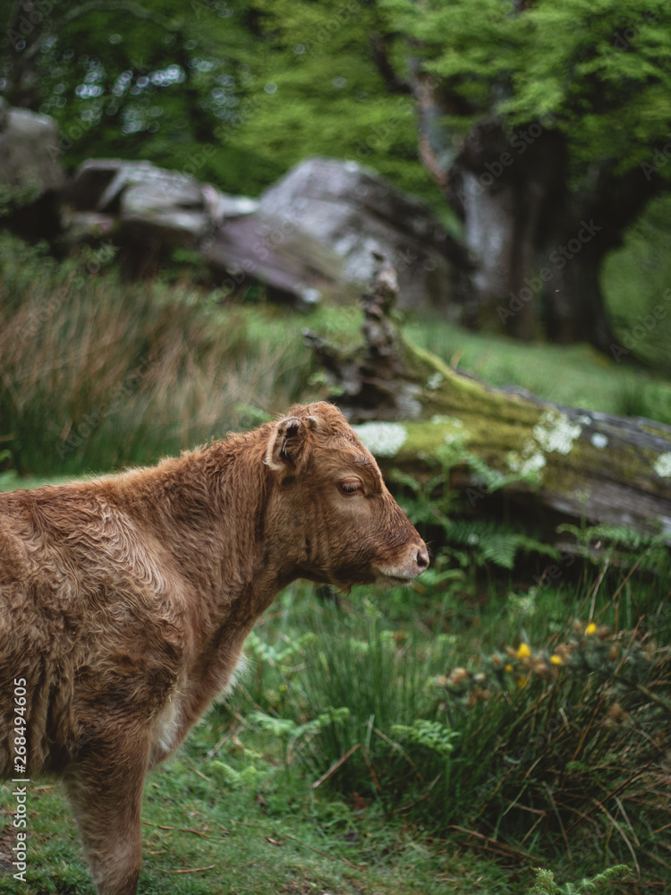 Little bull grazing in the outdoors