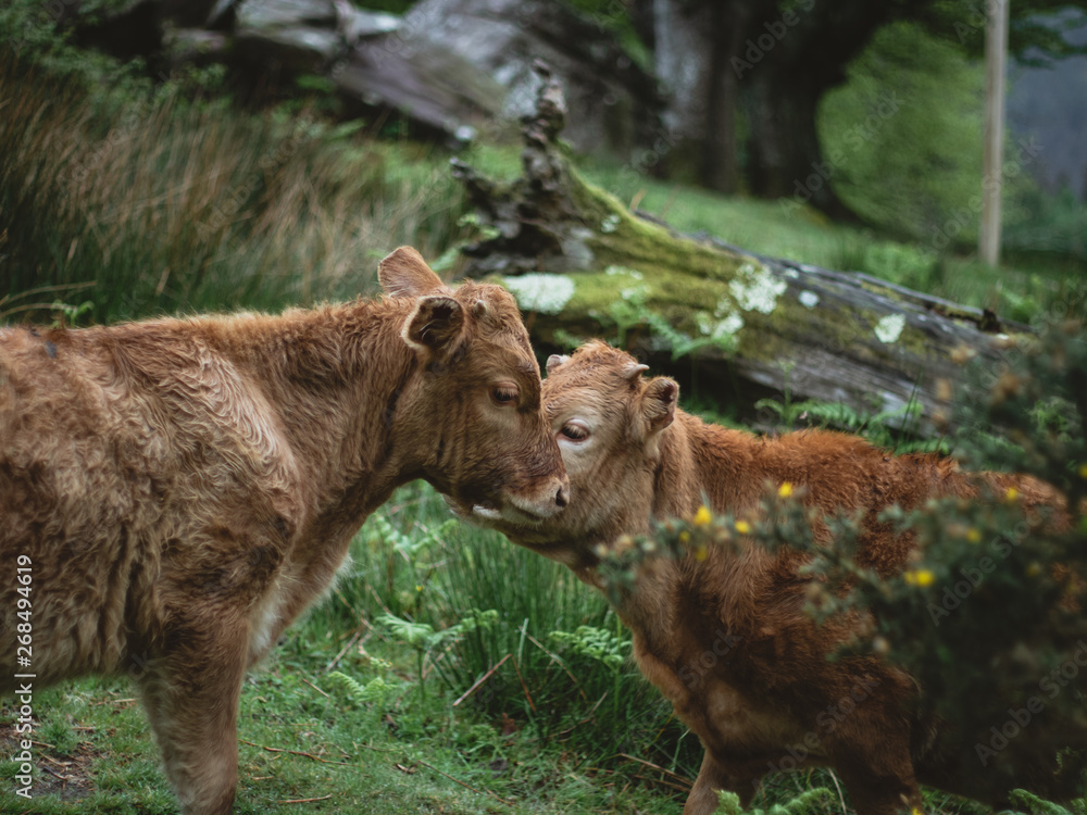 Fototapeta premium Two calf bulls taking care of each other