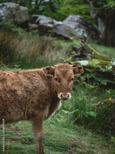 Little bull grazing in the outdoors