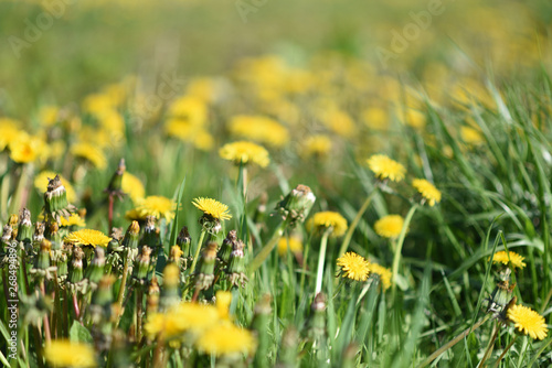 Flowers of dandelion on meadow, spring background