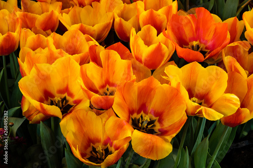 Gelb-orangerote Tulpen