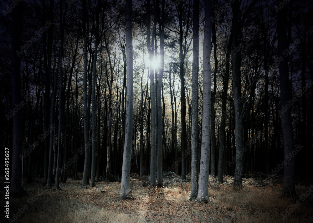 mysterious dark forest in pale colors with low standing sun, scary fantasy landscape for halloween