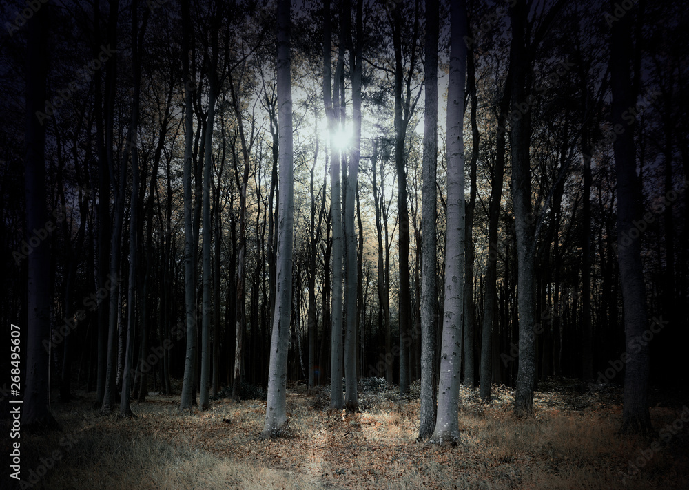 Naklejka premium mysterious dark forest in pale colors with low standing sun, scary fantasy landscape for halloween