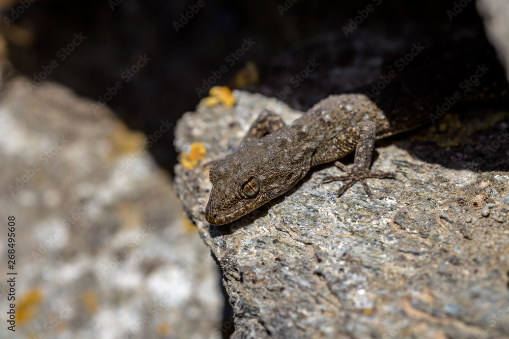 Kotschy's gecko (Mediodactylus kotschyi ) sitting on a stones close-up in a sunny day Kotschy's gecko (Mediodactylus kotschyi ) sitting on a stones close-up in a sunny day