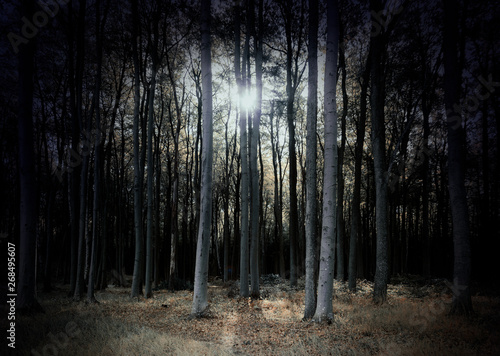 mysterious dark forest in pale colors with low standing sun  scary fantasy landscape for halloween