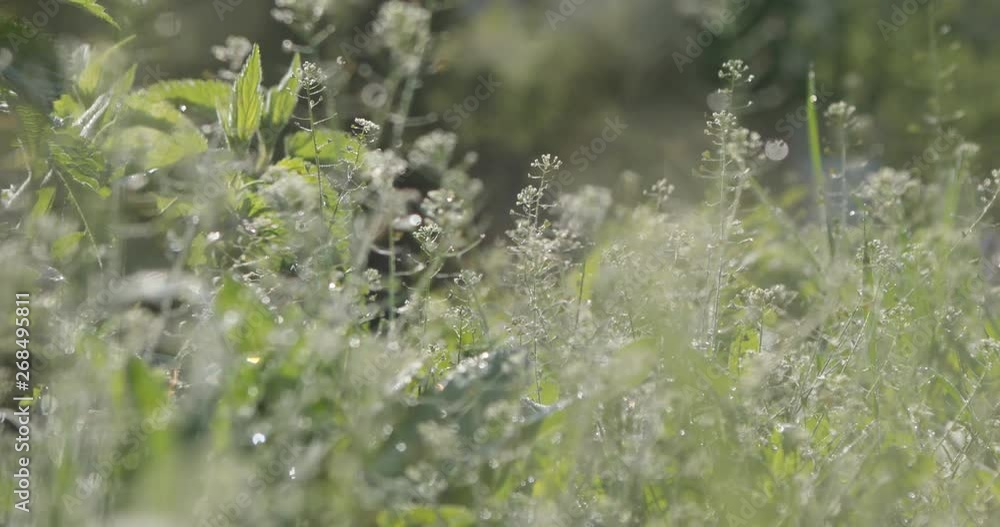 Green grass background in early morning sun drops of water in form of dew different plants dandelion blowball life periwinkle Green grass background in early morning sun drops of water in form of dew different plants dandelion blowball life periwinkle