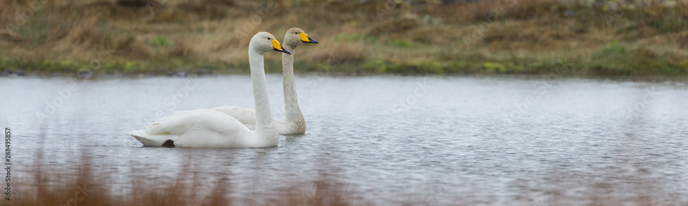 Couple of whooper swan (Cygnus cygnus) swimming in the rain Couple of whooper swan (Cygnus cygnus) swimming in the rain