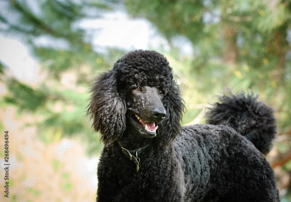 Black Standard Poodle outdoor portrait