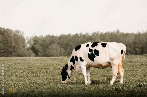 beautiful view of field and cow on it 