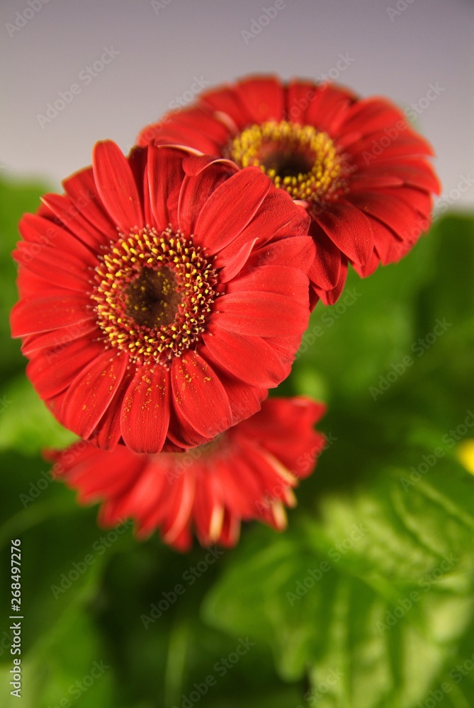 Closeup of red flower with light paper Closeup of red flower with light paper