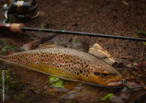 Wild brown trout