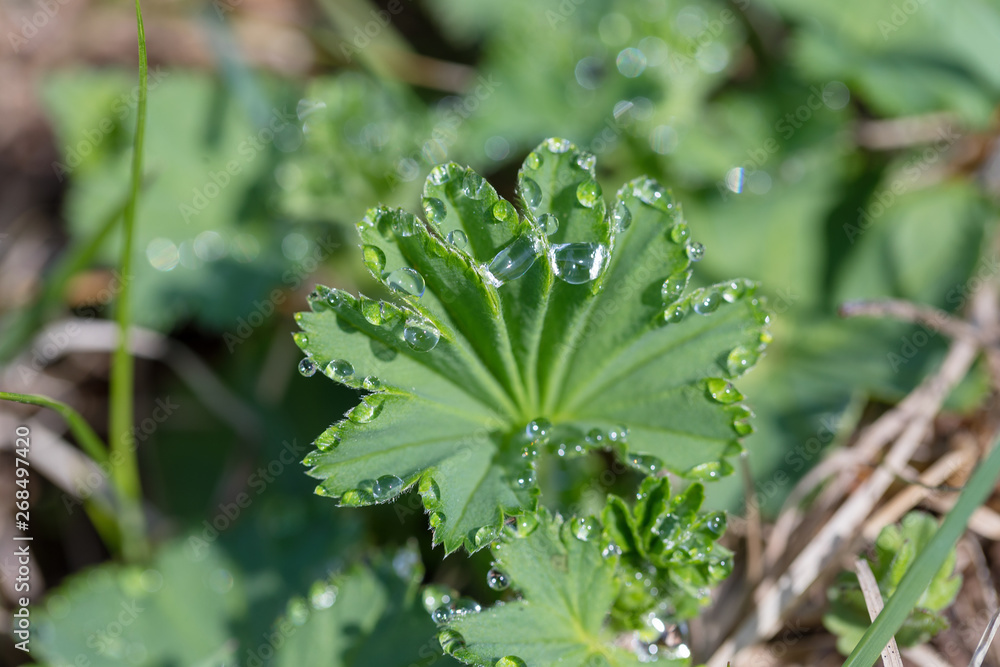 Large drops of dew on gently green leaves early in the morning in the first beams of the warm spring sun. Soft focus. Macro. Large drops of dew on gently green leaves early in the morning in the first beams of the warm spring sun. Soft focus. Macro.