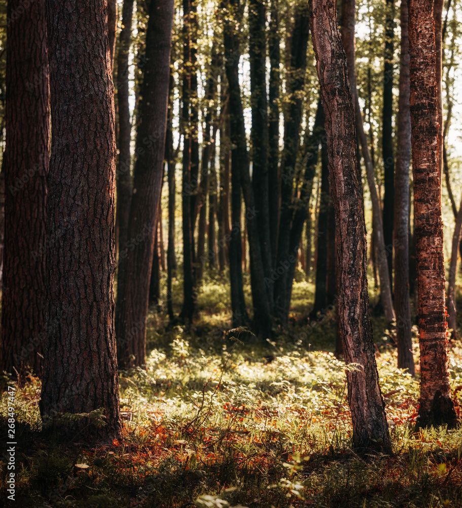 spring sunny forest spring sunny forest