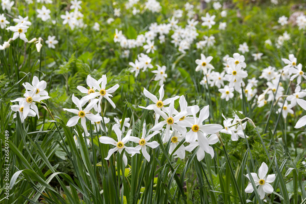 Fototapeta premium Wild narcissus flower (narcissus poeticus) on the Swiss Alps moutain in vaud riviera over Montreux