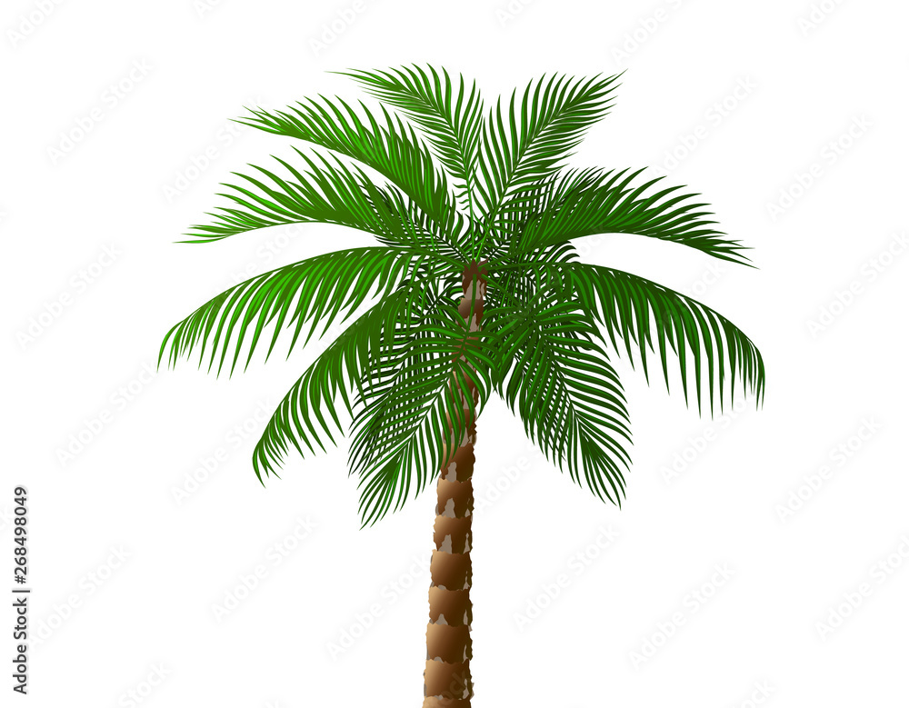 Obraz premium Tropical lush dark green palm tree. illustration
