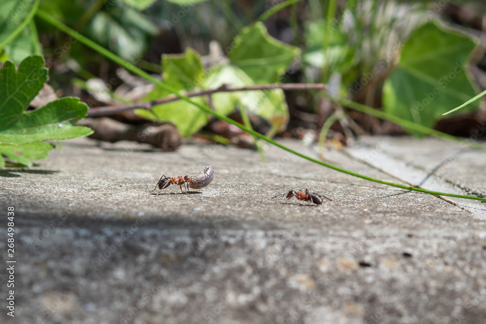 Obraz premium Natur mit Ameise