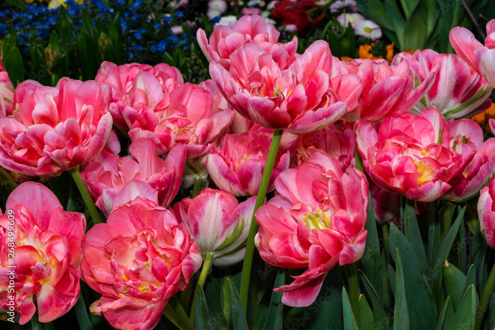 Rosa Tulpen Rosa Tulpen