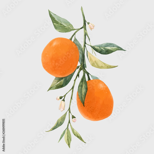 Fotografija Watercolor citrus fruits vector illustration