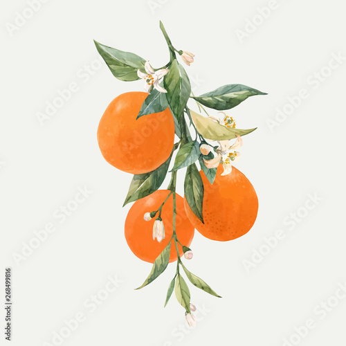 Watercolor citrus fruits vector illustration