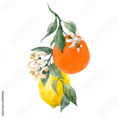 Fotografiet Watercolor citrus fruits vector illustration