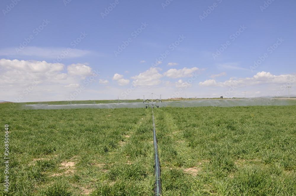 Field Landscape Field Landscape
