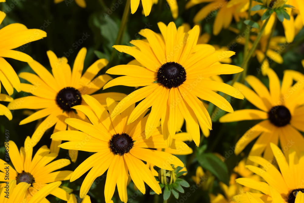 Obraz premium Schönes Blühendes Gelb