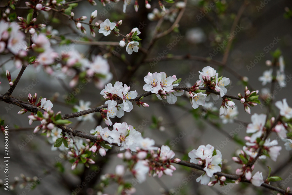Flowers bloom on a branch of cherry Flowers bloom on a branch of cherry