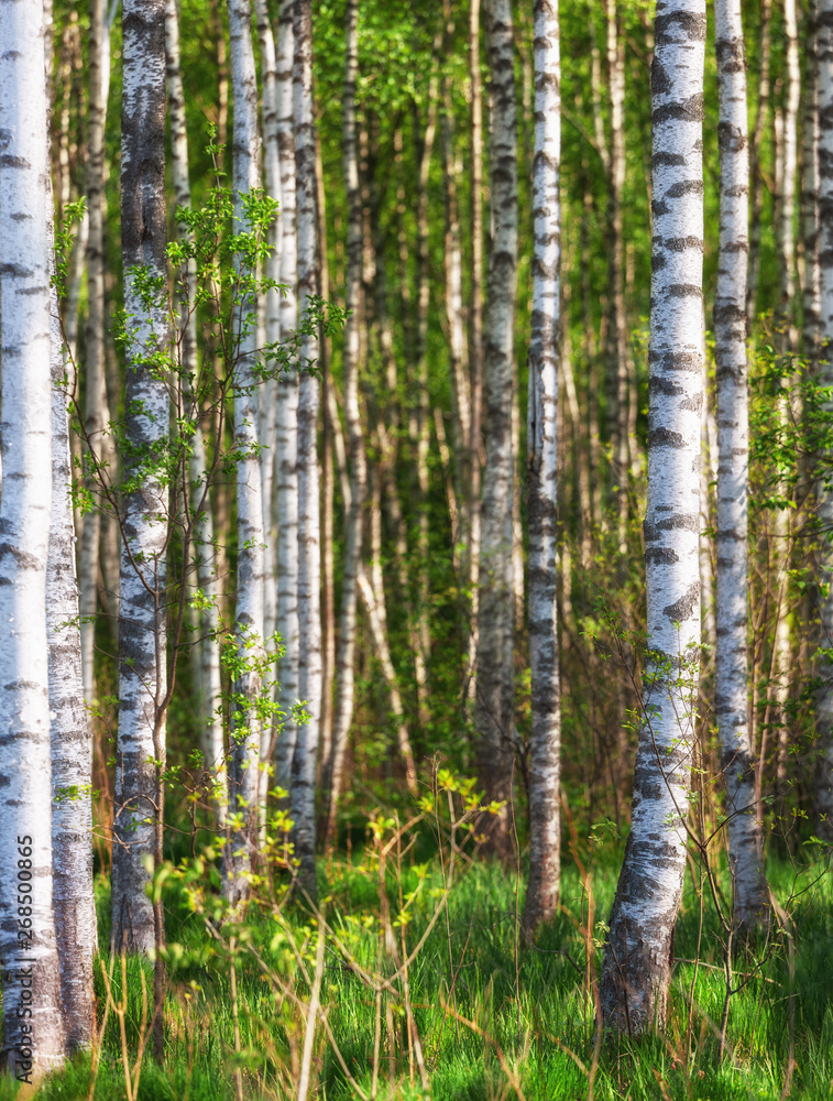 silver birches silver birches