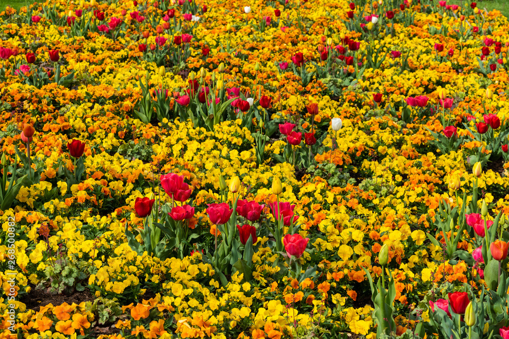 Rote Tulpen und gelbe Stiefmütterchen