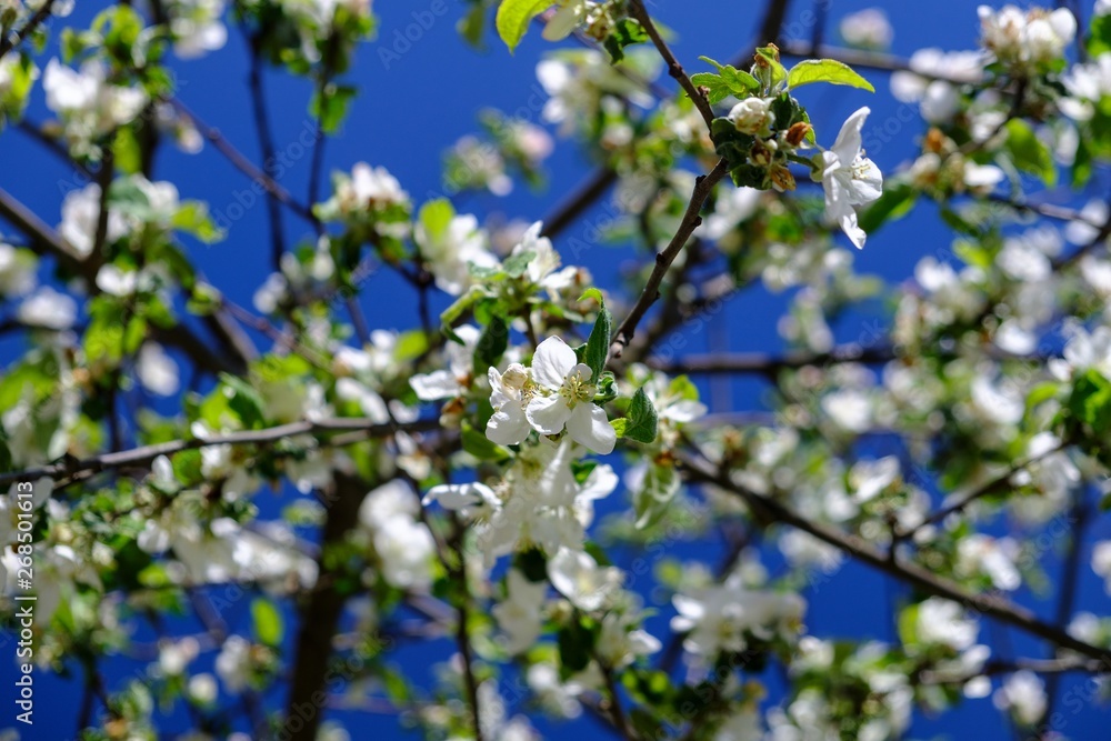 Closeup of white blooming apple on a sunny day with blue sky Closeup of white blooming apple on a sunny day with blue sky