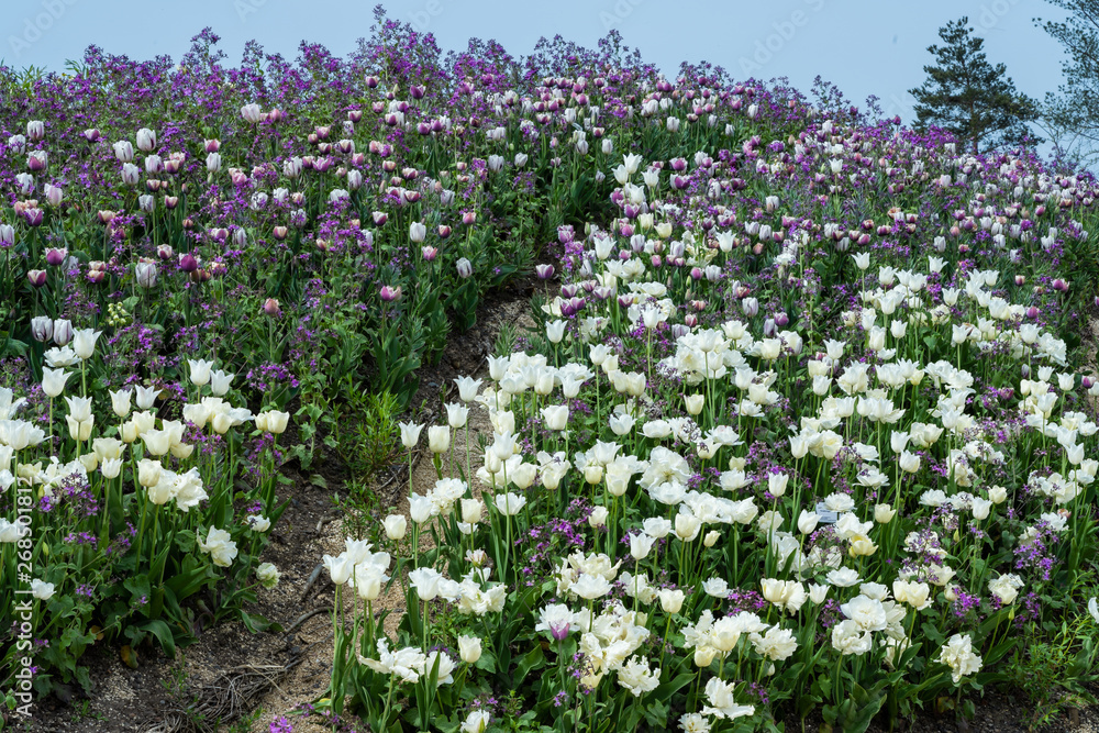 Weiße Tulpen und Einjähriges Silberblatt Weiße Tulpen und Einjähriges Silberblatt
